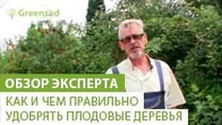 Как и чем правильно удобрять плодовые деревья