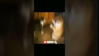 unbelievable moment #funny #funnymomente #comedyvideos #memes #funnyvideos #cat