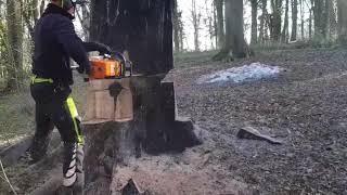 How I safely felled a dangerous beech tree!!