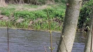 Yellow Wagtail couple is mating on reeds floating in the water