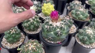 Coryphantha elephantidens. อัพเดทช้างที่สวน ปี 2024