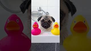 My PUG’S BATH routine 🫧 #pug #dog #cute