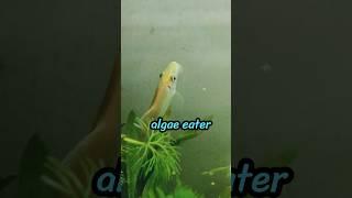 Mr. cleaner  #shorts #ytshorts #aquarium #guppy #fish