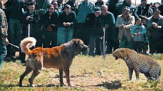 Alabay Leopardni yirtib tashladi! kameraga yozib olingan hayvonlar jangi.