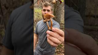 Beautiful Yet Deadly (For Trees)