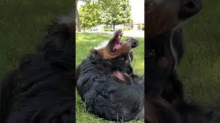 It’s the Final Brain Cell  | Funny Bernese Mountain Dog