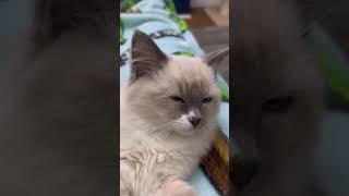 When the music hits #cats #shorts #funnykitten #ragdoll