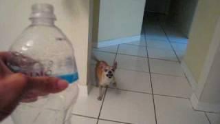 PSYCHO CHIHUAHUA VS WATER BOTTLE