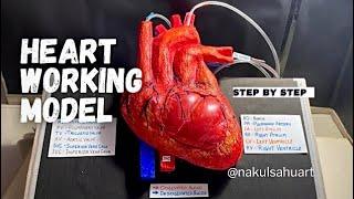 how to make heart science project part 2_with heart beats effect #science #biology NakulSahu