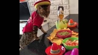 Holy Guacamole !!