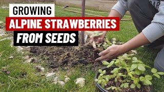 Growing Alpine Strawberries "Yellow Wonder" from Seeds