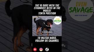 The 10 dogs with the strongest bites. #evensavage #borntobesavage #evensavagestore