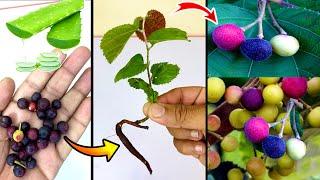 How to grow falsa plant by aloe vera  growing it home