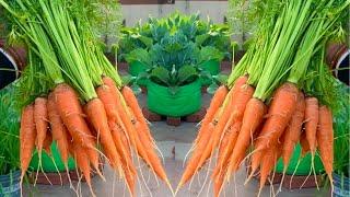 Massive Carrot Harvesting From My Rooftop Terrace Garden // Organic Carrot Harvesting