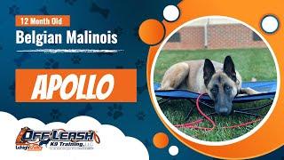 Allentown Dog Trainers ||| OLK9 Lehigh Valley ||| 1 Year Old Belgian Malinois, Apollo