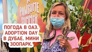 Погода в ОАЭ. Adoption day в Дубае. Кафе в IKEA. Мини зоопарк в Dubai Festival Plaza.