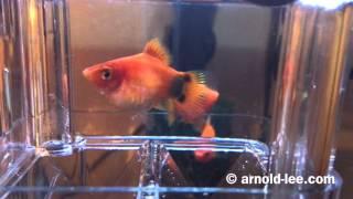 Mickey Mouse Platy giving birth on Mother's Day 母親節米奇魚媽媽生BB