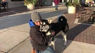 Lehigh Valley Dog Trainers ||| OLK9 Lehigh Valley ||| 10 Month Old Husky/Malamute Mix, Archer