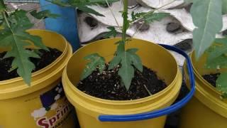 Growing Papaya in containers Part 2 (Pruning/Topping to keep them short)