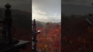 Magnificent scenery at Kyoto w snow and sunshine ️ 20 Dec 2024