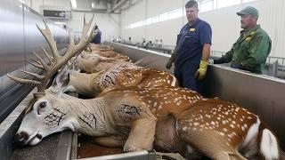 Millions Of Deer Are Slaughtered For Their Velvet Antlers This Way – Deer Farming Documentary