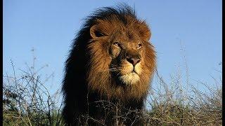 Самые опасные животные Южной Африки Сафари по Лимпопо Дикая природа чёрного континента сегодня