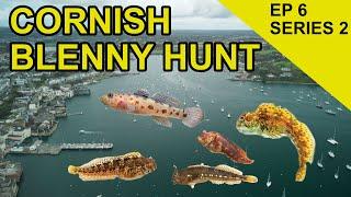 Falmouth Blenny Hunt: Chasing Scales Species Hunt (EPISODE 26)