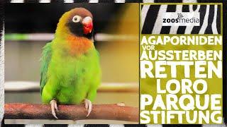 Loro Parque SAVED black-cheeked lovebirds FROM EXTINTION | zoos.media