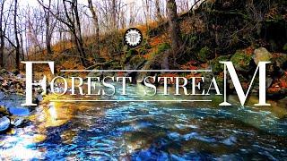 4k Ambient Video of a Beautiful Forest Stream in the Fall  Water Sounds for Sleep | ASMR