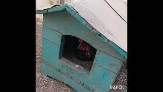 Теперь переживаю за курочку...
