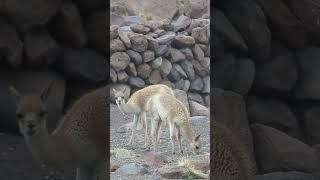 Animals I saw in 6 months in Latin America