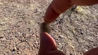 Saffordite Hunting #3