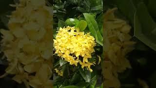 IXORA AMARELA