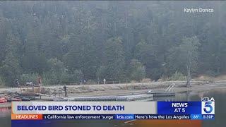 Beloved SoCal bird stoned to death