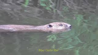 NSG "Forbachsee bei Bebra", Fuldaverzweigung.  Ein Film von Arno Werner