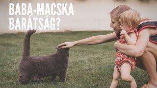 BABA-MACSKA BARÁTSÁG?