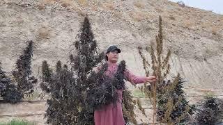 Afghan sativa and Himalayan sativa.#canada #pakistan #usa #canna #afghanistan #uk #thailand #spain