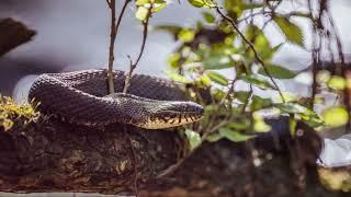 This Snake Has One Of The Most Deadly Venom Bites Ever!