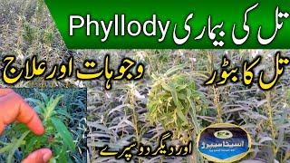 Phyllody disease of sesame and its treatment | Successful treatment of mole diseases