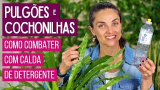 CALDA de DETERGENTE - COMO eliminar PULGÕES e COCHONILHAS