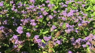 Butterflies in San Leanna