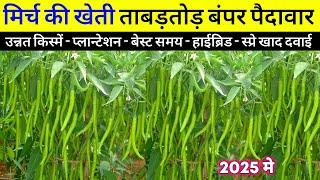 Mirch ki kheti kaise karen 2025 | लाल मिर्च की टॉप हाइब्रिड किस्मेंमिर्च की खेती, chilli harvesting