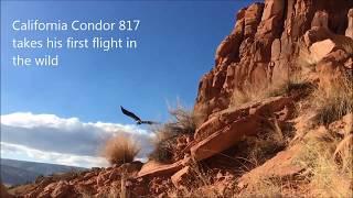 California Condor Release at Vermilion Cliffs National Monument in Northern Arizona