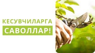 БОҒИНГИЗ БЎЛСА ЯХШИ КЕСУВЧИГА БЕРИЛАДИГАН САВОЛЛАРНИ БИЛИБ ОЛИНГ!