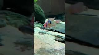 focus ramiraze fish in aquascape #shorts