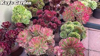 Kay's Garden Tour - October 2024