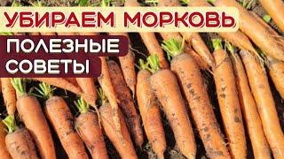 НЕ ПРОПУСТИТЕ время уборки моркови! ПРИЗНАКИ созревания моркови. КАК и КОГДА копать морковь?