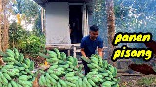 Panen pisang di kebun ahmad alam desa.