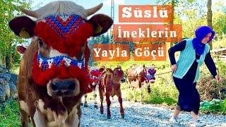 Süslü İneklerin Yayla Göçü  #belgesel #yayla #trabzon #köy #düzköy #karadeniz