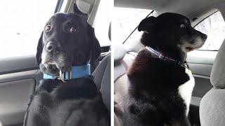 Dogs Going To The Vet Foolish Before And After Moments